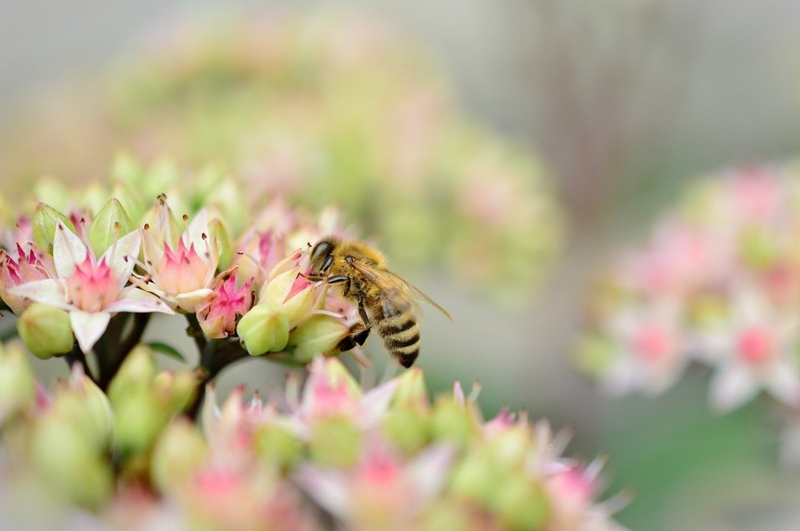 Biene auf Pflanze